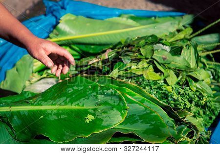 Cocoa Leaves At A Street Market In Cajamarca Peru