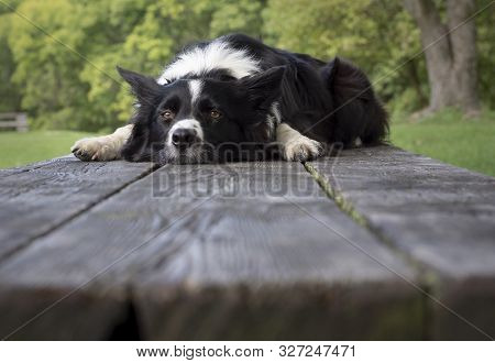Portrait Of A Cute And Funny Border Collie Puppy Lying On The Wooden Table