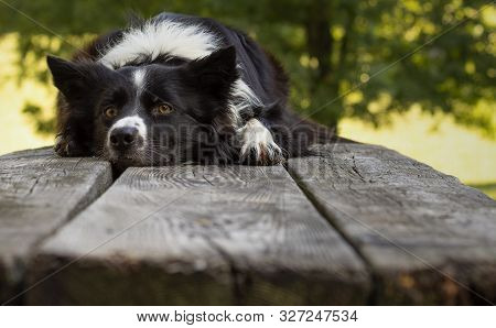 Close Up Of A Cute Border Collie Puppy Lying On The Wooden Table