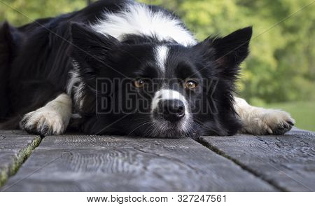 Close Up Of A Border Collie Puppy Lying On The Wooden Table