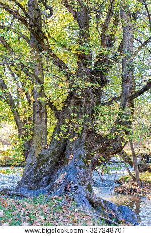 Scenic View Of An Old Beech Tree Near Olt River At Autumn In Transylvania, Romania, Vertical Shot