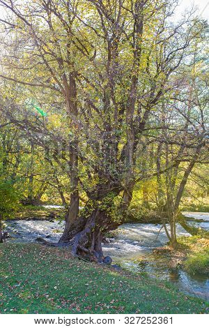 Scenic View Of An Old Beech Tree Near Olt River At Autumn In Transylvania, Romania, Vertical Shot Wi