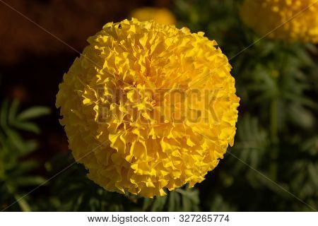 Top View Of Marigold Flower With Natural Background
