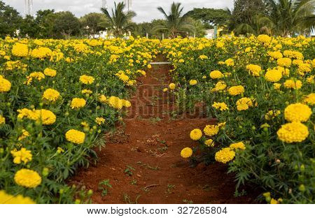 Marigold Flower Plantation In Rows; Flower Garden With Yellow Marigolds.