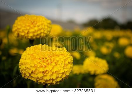 Close Up View Of Marigold Flower In A Garden