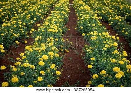 Marigold Flower Plantation In Rows Near Bangalore, Kolar, India