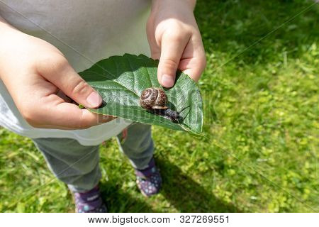 A Child Holding An Edible Snail Fructicicola Fruticum On Green Leaf, Summer Time