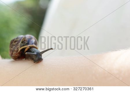 A Child Holding An Edible Snail Fructicicola Fruticum Close Up In Hand, Sunny Day In Summer Time