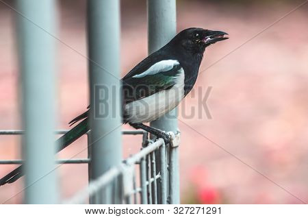 Close Photo Of Eating Magpie Sitting On An Iron Fence On A Pink Background