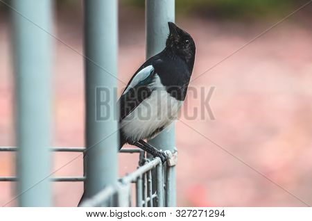 Close Photo Of Magpie Sitting On An Iron Fence On A Pink Background