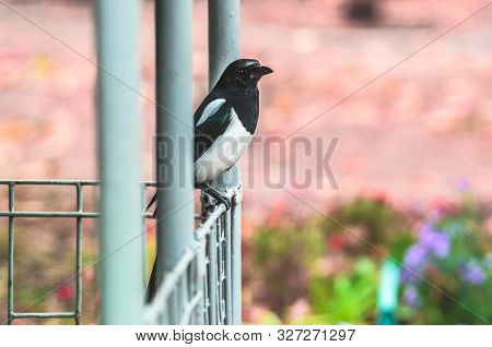 Pose Of A Magpie Bird Sitting On A Fence On A Pink Background In Autumn