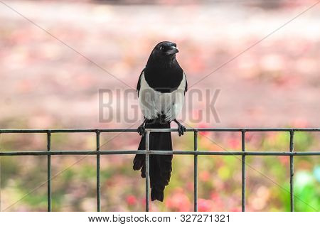 Pose Of A Magpie Bird Sitting On A Fence On A Pink Background In Autumn