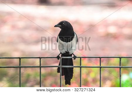 Pose Of A Magpie Bird Sitting On A Fence In Profile On A Pink Backgroud