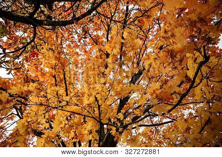 Yellow, Orange And Red Maple Leaves On The Tree With Fetus