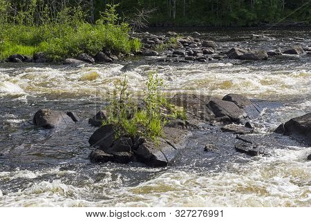 Small Trees On A Rock In The Middle Of A Rapid. Varatsky Rapids On The River Keret. Karelia, Russia,