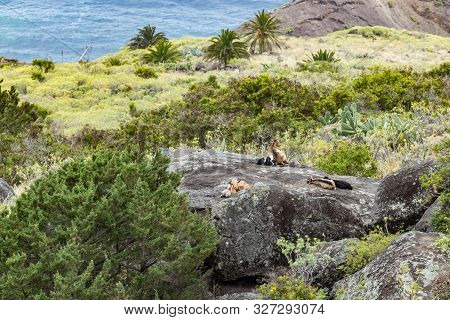 A Small Herd Of Goats Is Located On A Steep Mountain Slope On The Huge Rock Surrounded By Green Vege