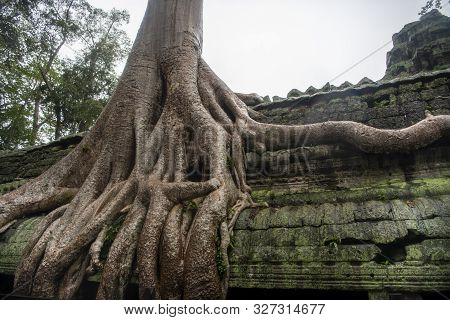 Та Prohm Is The Temple, It Rains In The Rainy Season.the Preserved Symbiosis Of Stone And Wood Allow