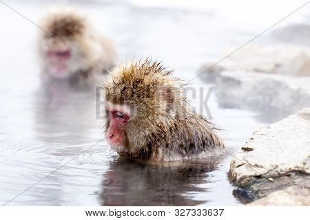 Japanese Macaque Sitting In A Hot Spring. Snow Monkey (macaca Fuscata) From Jigokudani Monkey Park I