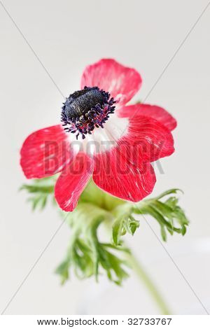 anémona flor