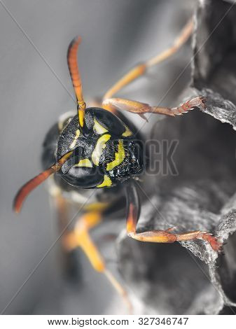 A Wasp Sits On An Aspen Nest. Macro Portrait Of Paper Wasp Among Wasp Nests In Vespiary
