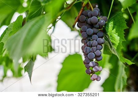 Bunch Of Red Grapes On Vineyard. Table Red Grape With Green Vine Leaves. Autumn Harvest Of Grapes Fo