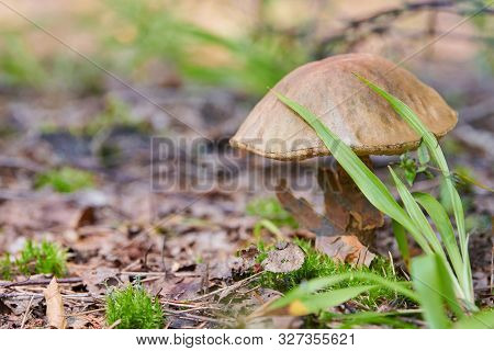 Leccinum Versipelle Mushroom. Orange Birch Bolete In Autumn Forest. Seasonal Collection Of Edible Mu