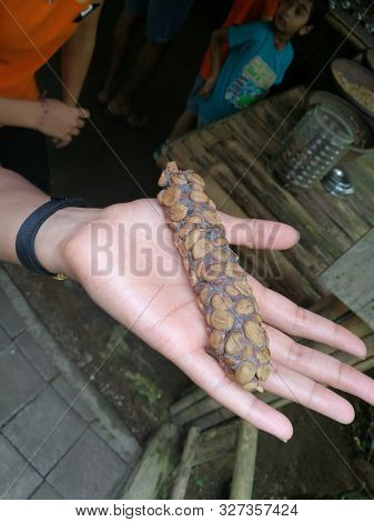 Bali, Indonesia - June 12, 2018: Kopi Luwak Or Civet Coffee, Coffee Beans Excreted By The Civet On A