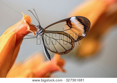 A Glasswing (greta Oto) Butterfly On A Orange Flower