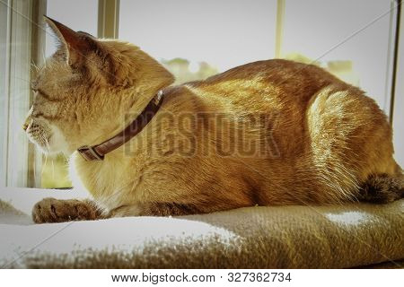 Tabi Breed Cat Resting In The Sun Ready For A Nap