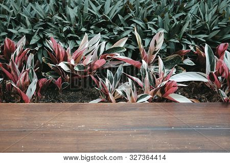 Red Green Plant Leaves & Wooden Floor