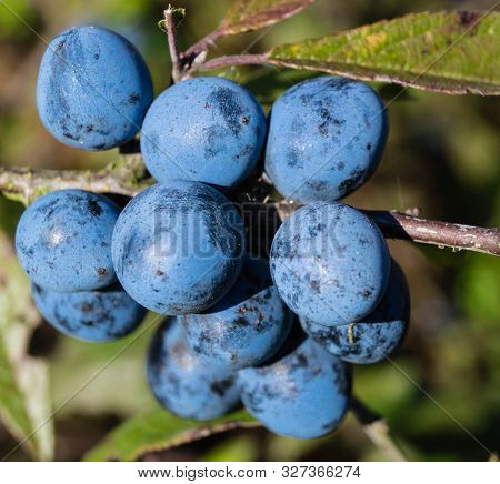 Fruits Of The Blackthorn Bush Prunus Spinosa