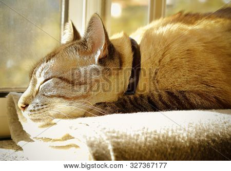Tabi Breed Cat Resting In The Sun Ready For A Nap