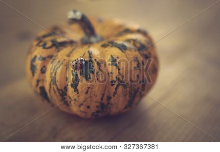 Close Up Picture Of A Ladybug (harmonia Axyridis) On A Mini Pumpkin. Side View. Wooden Background. W