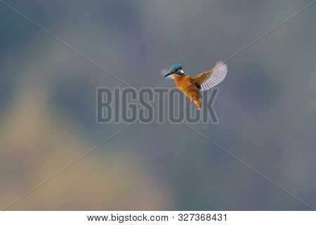 Isolated Kingfisher (alcedo Atthis) In Stationary Flight With Spread Wings