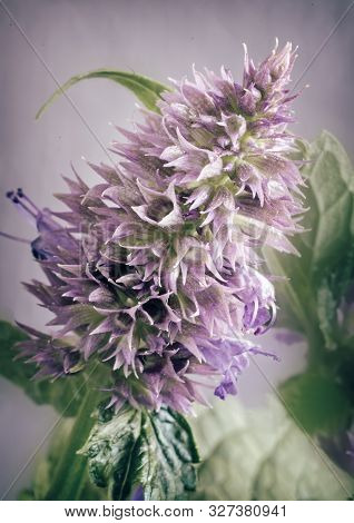 Lofant Lophanthus Anisatus Is A Medicinal Plant With Bio-stimulating Effect