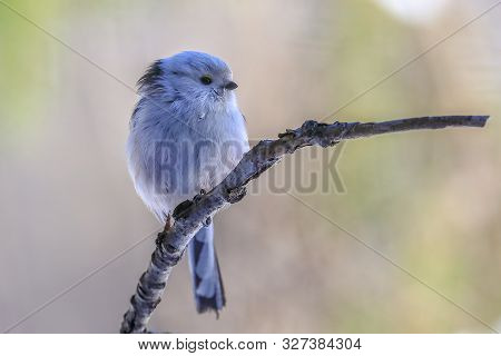 Long-tailed Tit Is A Beautiful And Lively Almost White Bird