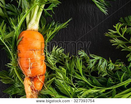 Fresh Raw Ugly Food Carrots With Curled Leaves
