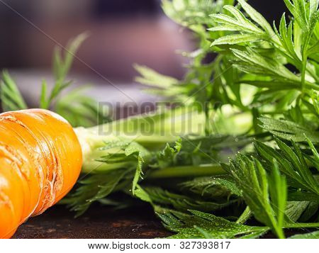 Fresh Raw Ugly Food Carrots With Curled Leaves