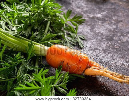 Fresh Raw Ugly Food Carrots With Curled Leaves