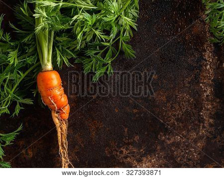Fresh Raw Ugly Food Carrots With Curled Leaves