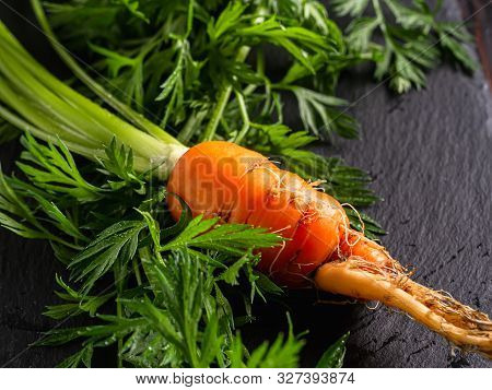 Fresh Raw Ugly Food Carrots With Curled Leaves