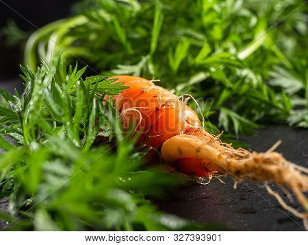 Fresh Raw Ugly Food Carrots With Curled Leaves