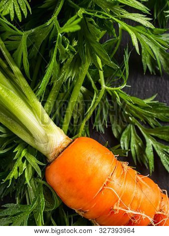 Fresh Raw Ugly Food Carrots With Curled Leaves