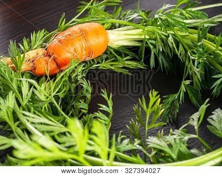 Fresh Raw Ugly Food Carrots With Curled Leaves
