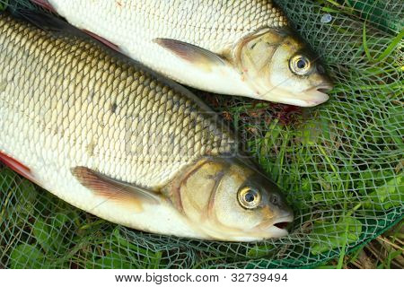 Il pesce su un guadino. (Ide - Leuciscus idus)