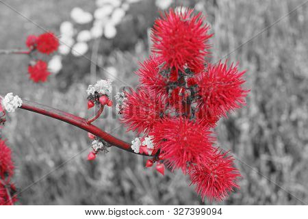 Beautiful Red Flowers. Artistic Effet. Autumn In The France.
