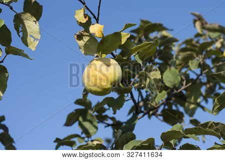 Large Quince With A Recess On The Peel Of The Fruit. Uncollected Quince Fruits Hang On Tree Branches