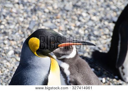 King Penguin On Martillo Island Beach, Ushuaia. Tierra Del Fuego National Park. Chilean Wildlife