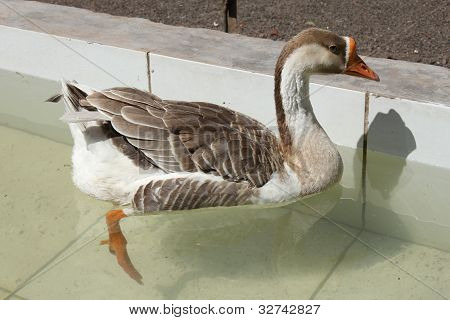 Ganso natación