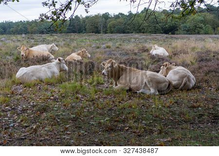 Herd Of Beige Cows And Bulls Resting On Moorland In Kempen Forest, Brabant, Netherlands